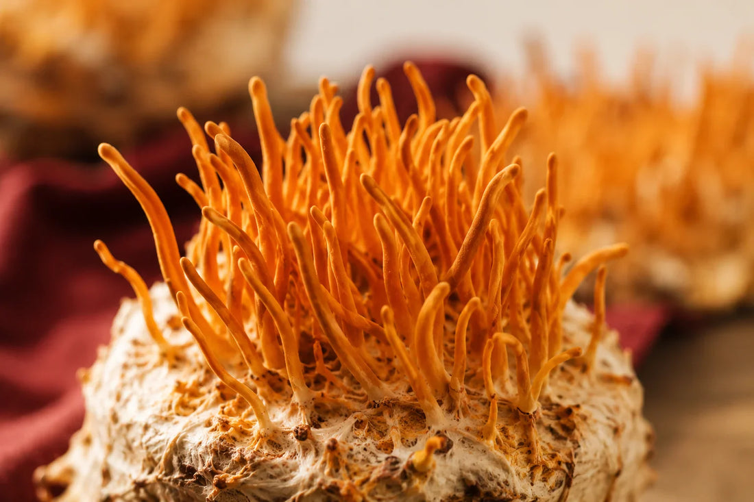 Champignons cordyceps militaris orange en gros plan